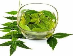 Fresh Neem Leaves