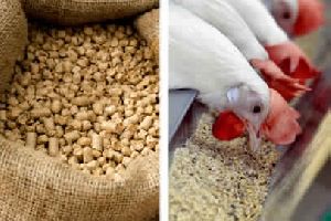 Animal Feed/Poultry Feeds