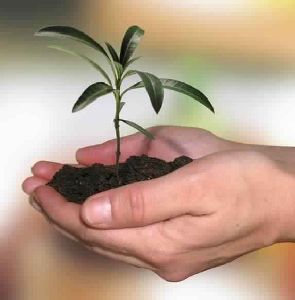 Organic and Inorganic Plant Growth Enhancers