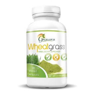 Wheatgrass (Triticum Aestivum)