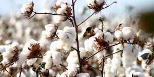 natural raw cotton