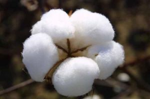 Organic Raw Cotton