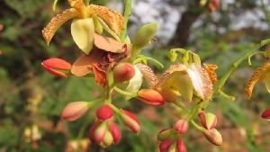 Tamarind Flower