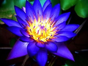 Blue Lotus Flower