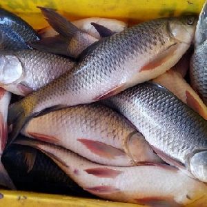 Frozen Rohu Fish