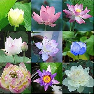 Organic Lotus Flower