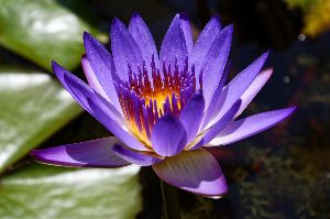 Purple Lotus Flower