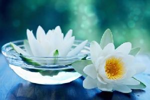 White Lotus Flower