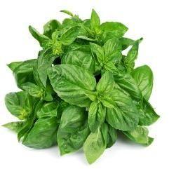 Pure Basil Oil