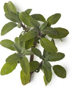 Sage Oil