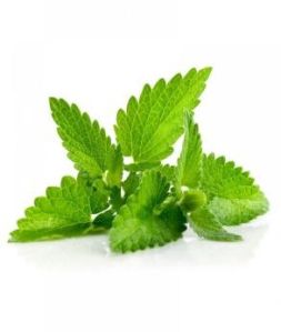 Spearmint Oil