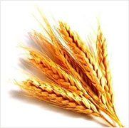 Wheat Germ Oil