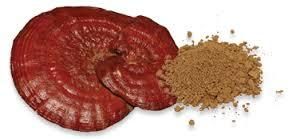 Ganoderma Lucidium