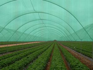 Agro Green Shade Net