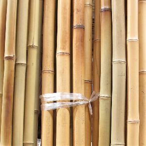 Natural Bamboo Pole