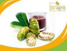 High nutrition Noni juice High quality