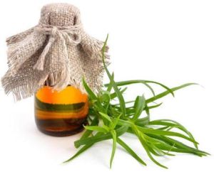 Tarragon Essential Oil