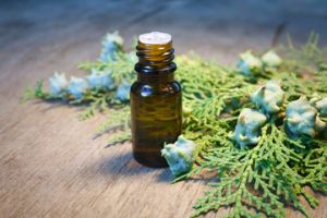 Thuja Wood Essential Oil