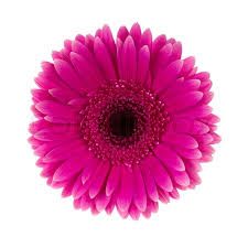 Fresh Shocking Pink Fiery Gerbera