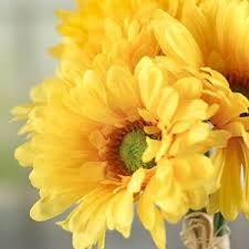 Fresh Sunny Yellow Fiery Gerbera