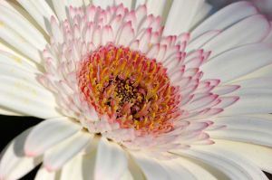 Fresh White Fiery Gerbera