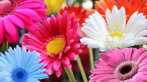 Gerbera Flower