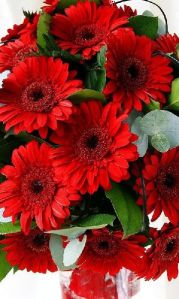 High Quality Red Fiery Gerbera