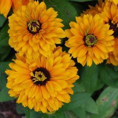 High Quality Sunny Yellow Fiery Gerbera