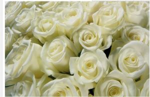 High Quality White Rose