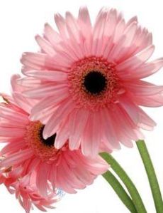 Natural Baby Pink Fiery Gerbera