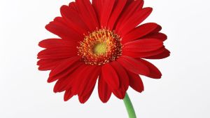 Natural Red Fiery Gerbera