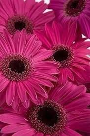 Natural Shocking Pink Fiery Gerbera