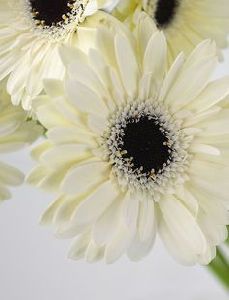 Natural White Fiery Gerbera