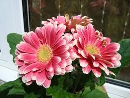 Organic Baby Pink Fiery Gerbera