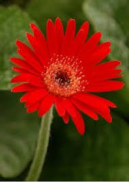 Organic Red Fiery Gerbera