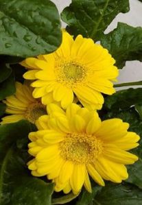 Organic Sunny Yellow Fiery Gerbera