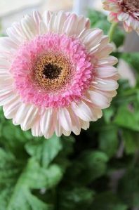 Organic White Fiery Gerbera