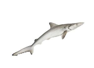 Baby Shark Fish
