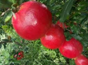 Fresh Organic Pomegranate