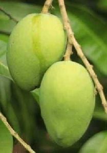 natural mango