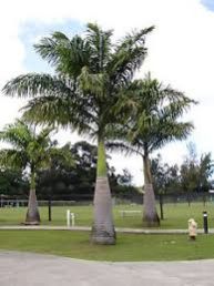 Royal Palm Plant