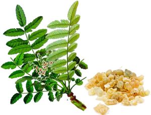 Boswellia Serrata Extract