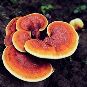 Ganoderma Mushroom