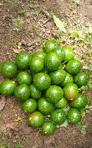 avacado (Butter fruit)