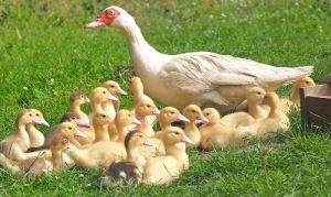 New Born Baby Duck