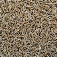 Uncleaned Cumin Seeds