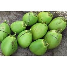 Organic Tender Coconut