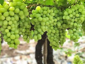 Organic Grapes