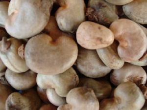 unprocessed cashew nuts