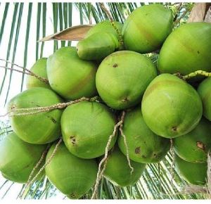 green water coconut